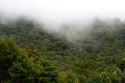 Mist hanging over the Monteverde Cloud Forest Preserve at Monteverde, Costa Rica.