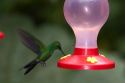 Male Green-crowned Brilliant hummingbird at the Selvatura Adventure Park located in the Cloud Forest of Monteverde, Costa Rica.