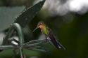Immature Green-crowned Brilliant hummingbird at the Selvatura Adventure Park located in the Cloud Forest of Monteverde, Costa Rica.