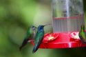 Green Violetear hummingbird at the Selvatura Adventure Park located in the Cloud Forest of Monteverde, Costa Rica.