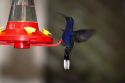Violet Sabrewing hummingbird at the Selvatura Adventure Park located in the Cloud Forest of Monteverde, Costa Rica.