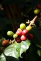 Coffee berries grow on a coffea arabica plantation in San Rafael de Heredia, Costa Rica.