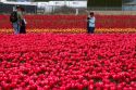 Show garden of spring-flowering tulip bulbs in Skagit Valley, Washington, USA.