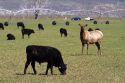Cow elk grazing with domestic cattle on farmland near King Hill, Idaho, USA.