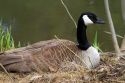 Canada goose nesting on the Boise River in Boise, Idaho, USA.