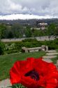 Poppies in bloom at the Boise Depot in Boise, Idaho, USA.