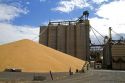 Wheat awaits export to Portland at the Port of Lewiston in Lewiston, Idaho, USA.