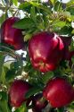 Red Delicious apples grow on the tree in Idaho, USA.