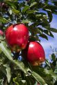 Red Delicious apples grow on the tree in Idaho, USA.