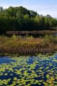 Wetland habitat with aquatic vegetation near Cadillac, Michigan, USA.
