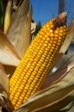 Ripe feed corn on the cob in Canyon County, Idaho, USA.