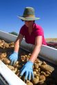 Newly harvested russet potatoes being sorted and loaded onto a truck for transport in Canyon County, Idaho, USA.