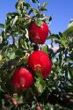 Ripe apples growing on the tree in Idaho, USA.
