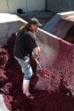 Winemaker shoveling fermented red wine grapes to have the juice extracted for a secondary fermentation at the Carmela Winery located in Glenns Ferry, Idaho, USA.