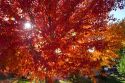Autumn leaves in Boise, Idaho, USA.