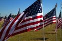 United States flags on display in honor of Veteran's Dat at Battleship Memorial Park, Mobile, Alabama, USA.