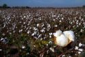 Cotton field ready for harvest in the American South.