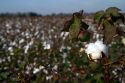 Cotton field ready for harvest in the American South.