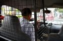 Taxi driver surrounded by a cage for security in Lima, Peru.
