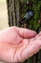 Hand catching a drop of maple sap from a spline in a maple tree at Lake Odessa, Michigan, USA.