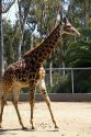 Giraffe at the San Diego Zoo located in Balboa Park, California, USA.