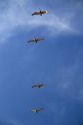 Brown pelicans flying in the sky.
