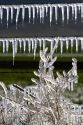 Frozen irrigation water on a wire fence.