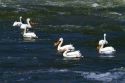 American White Pelicans on the Snake River in Elmore County, Idaho, USA.