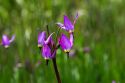 Dodecatheon pulchellum, commonly known as pretty shooting star flower in bloom.