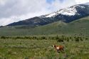 Horse grazing on ranch land along Idaho State Highway 77 near Almo, Idaho, USA.