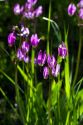 Dodecatheon pulchellum, commonly known as pretty shooting star flower in bloom near Stanley, Idaho, USA.