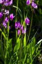 Dodecatheon pulchellum, commonly known as pretty shooting star flower in bloom near Stanley, Idaho, USA.