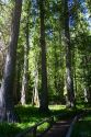 Cedar tree grove along US-12 in Northern Idaho, USA.