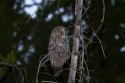 Great Grey Owl in Yellowstone National Park, USA.