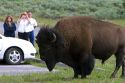 American bison roaming at Lake Village in Yellowstone National Park, Wyoming, USA.