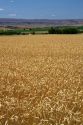 Wheat field at Sunny Slope near Marsing, Idaho, USA,