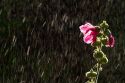 Hollhock flowering plant being watered by a sprinkler in Boise, Idaho, USA.