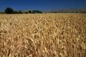 Wheat field near Emmett, Idaho, USA.