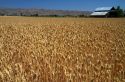 Wheat field near Emmett, Idaho, USA.