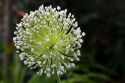 The bulbils flower of a garlic plant.