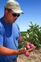 Farmer checking red potato growth in Canyon County, Idaho, USA.