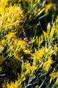 Bumble bee on a shrub of rabbitbrush in the Craters of the Moon National Monument and Preserve located in the Snake River Plain in central Idaho, USA.