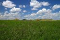 Clover hay field along highway 85 in South Dakota, USA.