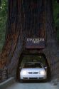 Automobile driving through the Chandelier Tree in Leggett, California, USA.