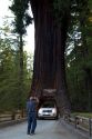 Automobile driving through the Chandelier Tree in Leggett, California, USA.