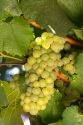 Green grapes hang on the vine ready for harvest near Santa Rosa, California, USA.