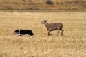 Trailing of the Sheep Dog Trials in Hailey, Idaho, USA.
