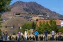 Sheep being moved to their winter pastures in the Trailing of the Sheep Parade on Main Street in Ketchum, Idaho, USA.