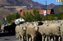Sheep being moved to their winter pastures in the Trailing of the Sheep Parade on Main Street in Ketchum, Idaho, USA.