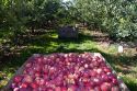 Newly harvested apples in Canyon County, Idaho, USA.